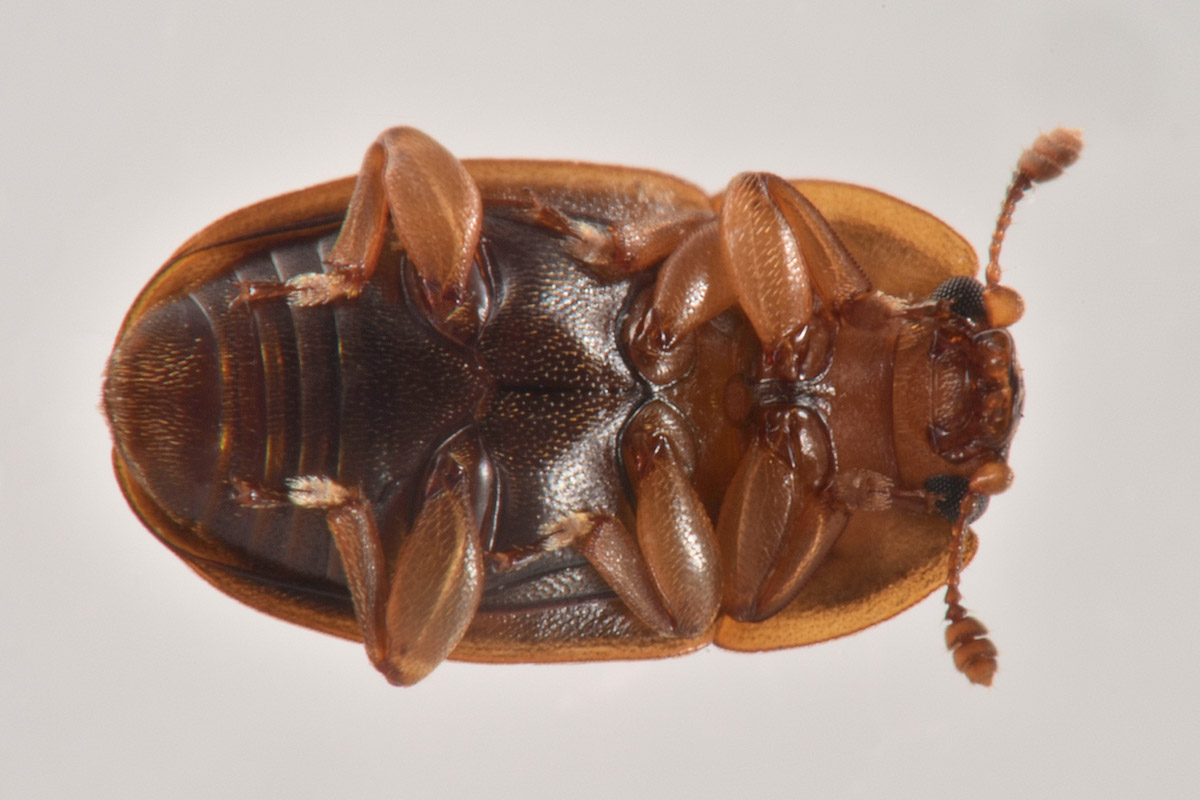 Nitidulidae: Epuraea guttata? Sì, femmina